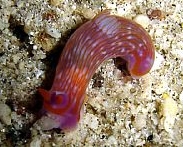 Photo: B. & S. Koretz, Eilat, May 2005; visit their site